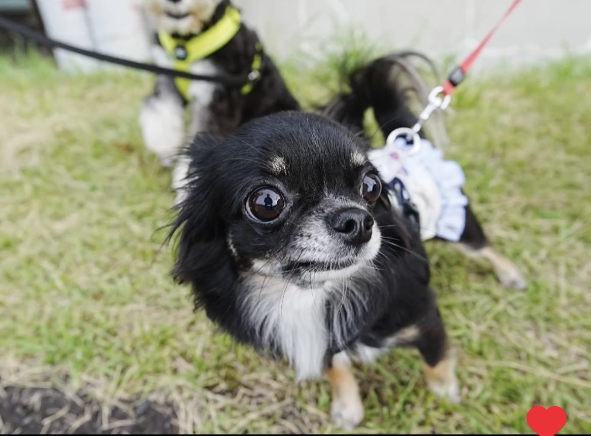 youmenoneko's tweet photo. 昨日、お友達のパパさんにアップ撮ってもらった写真です🐶📹
#いぬのいる暮らし  #犬がいる幸せ https://t.co/CqoiTvB6n5
