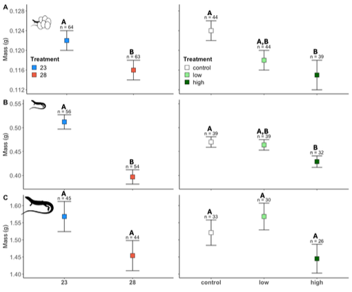 "From eggs to adulthood: sustained effects of early developmental temperature and corticosterone exposure on physiology and body size in an Australian lizard"
doi.org/10.32942/X25W38