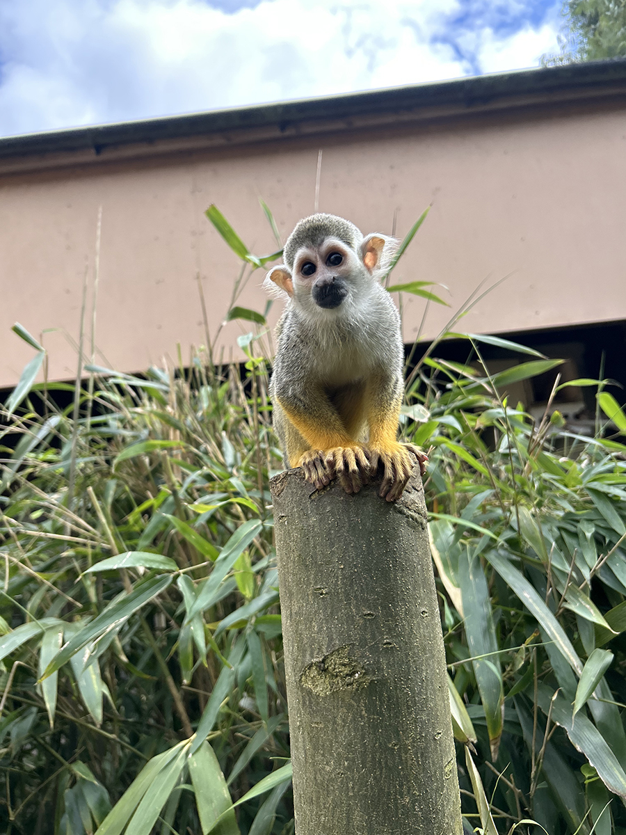 ColchesterZoo's tweet photo. We are pleased to announce that our youngest squirrel monkey has been confirmed as male and named Luca! https://t.co/owURUcsqIV