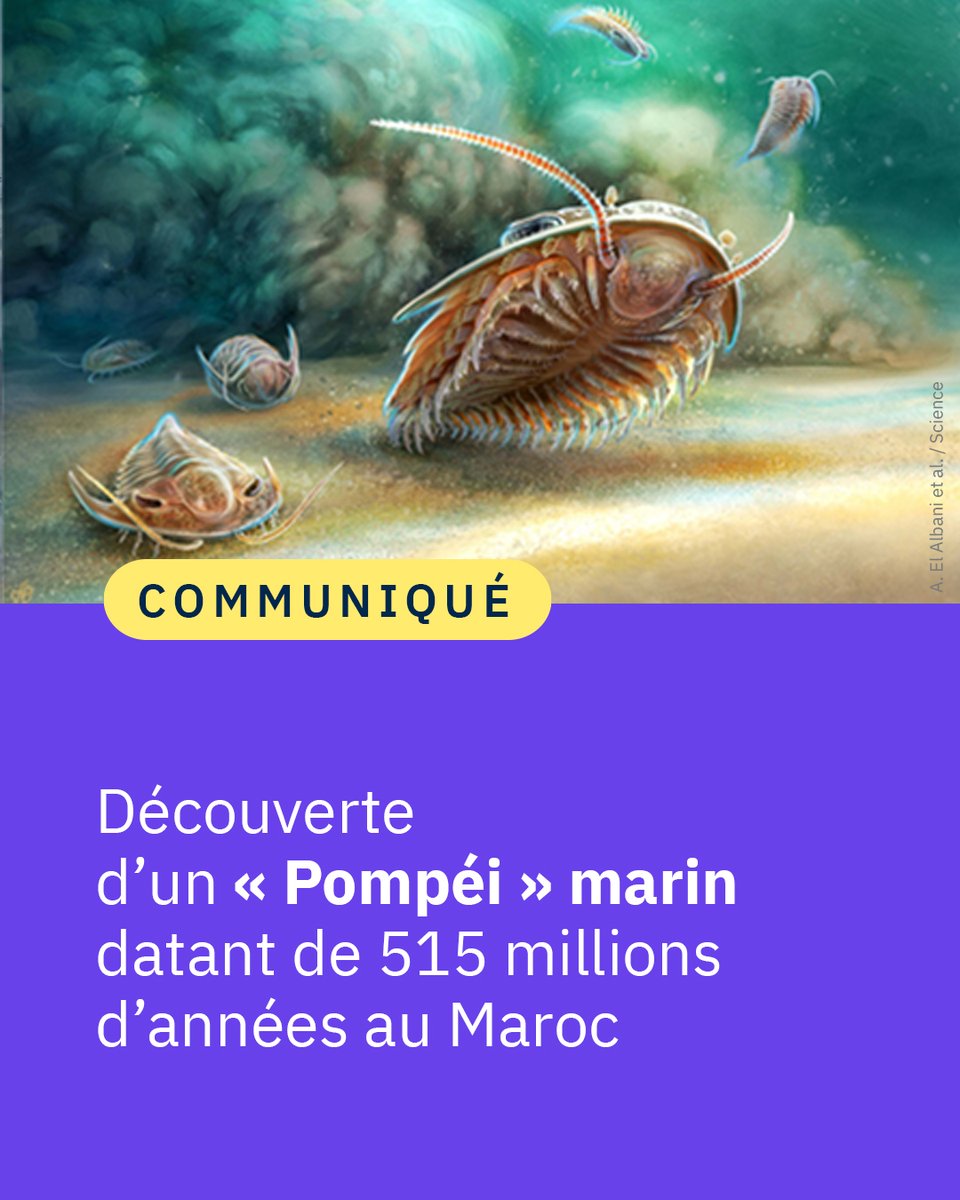 #Communiqué 🗞️ Une équipe internationale publie dans <a href="/ScienceMagazine/">Science Magazine</a> deux nouvelles espèces de trilobites en 3D, les mieux conservés jamais découverts. Vieux de 515 M d’années, c'est un « Pompéi » marin découvert dans des cendres volcaniques au Maroc.

👉 cnrs.fr/fr/presse/deco…