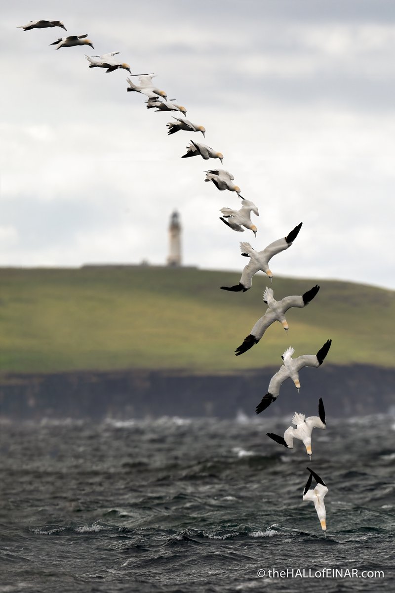 A Northern Gannet diving - a composite shot, with a view of Noup Head Lighthouse on the distant cliffs. Westray, Orkney.
They are magnificent to witness.