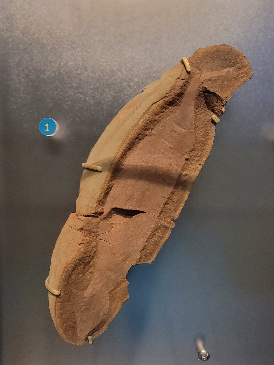 Morphology & Ecology Across Time Lab at Gonzaga tweet media