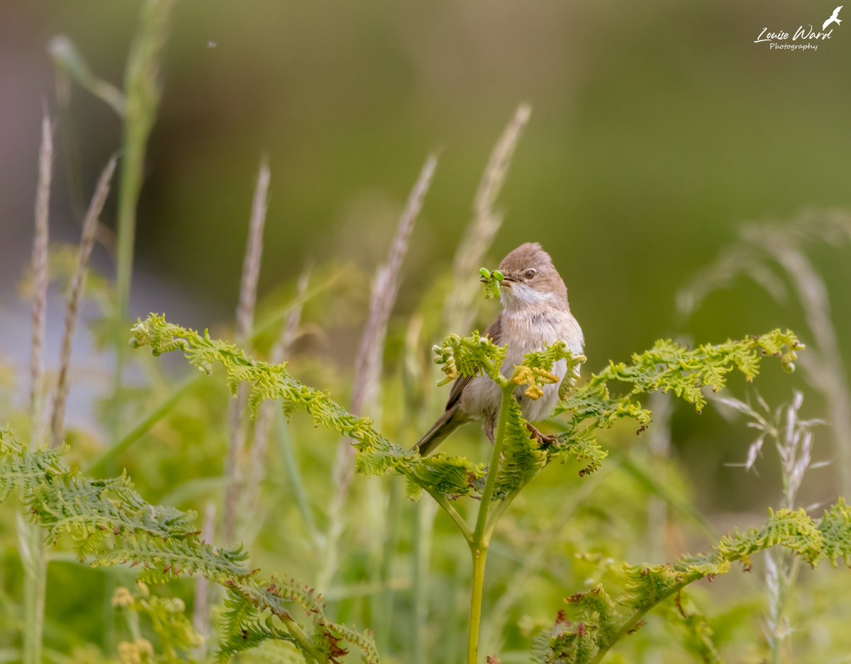 LouiseWardPhoto's tweet photo. My first whitethroat sighting! What a stunning place @PembsCoast @VisitPembs is! @Natures_Voice @_BTO @WTSWW @IoloWilliams2 https://t.co/m2YpKp40zm