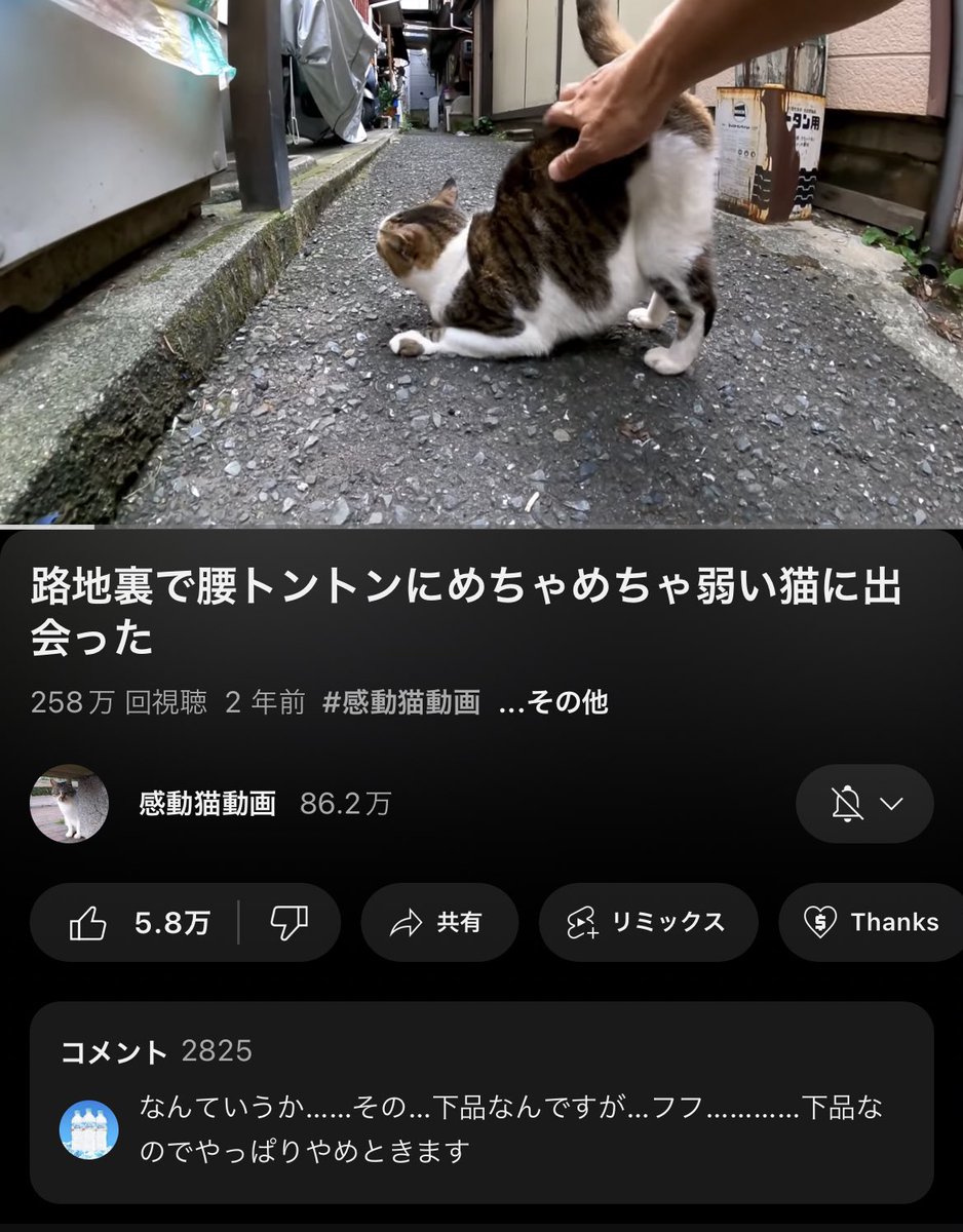 なんていうか……その…下品なんですが… #猫の日