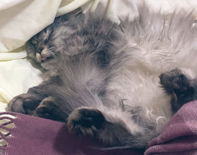 猫の寝顔がブサイクで最高に可愛いからみて 