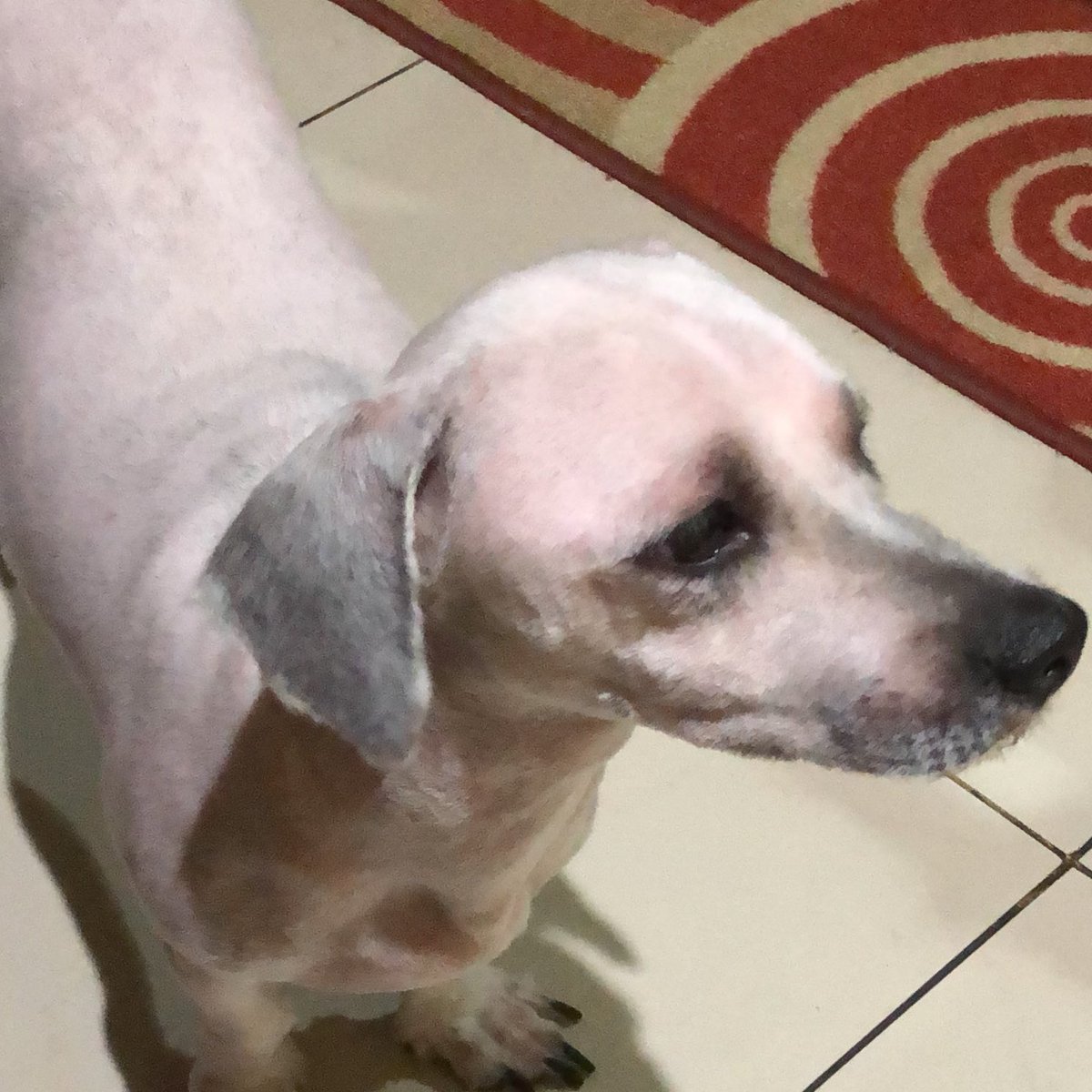 veyslogs's tweet photo. btw liat deh anak bayiku habis titip di pet sitter/pet hotel pulang-pulang udh gundul kaya ayam. ini before afternya😭 https://t.co/NeD3v2DK0G