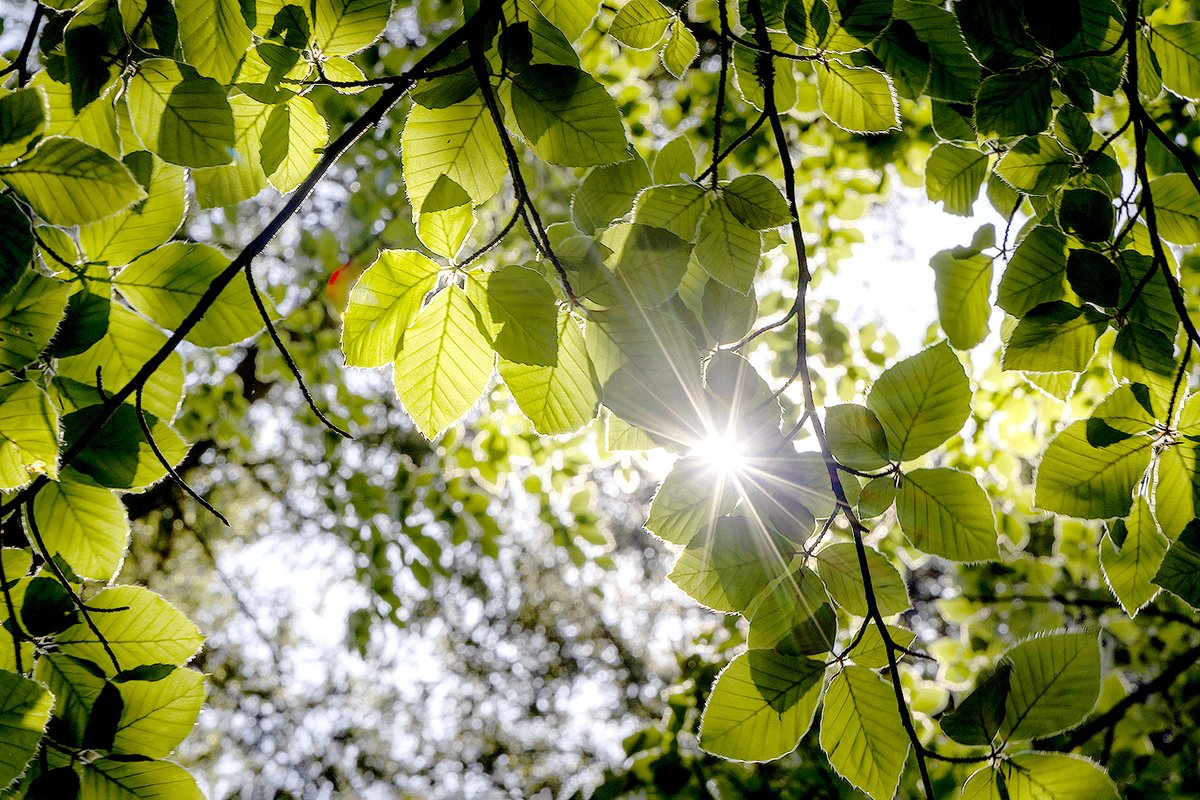 If you're heading to the forest for a shady woodland walk we recommend you take plenty of water &amp; sun protection! 🌳☀️

With an amber #wildfire warning in place please also remember that BBQs &amp; fires are banned across the #DorsetForests #BringAPicnicNotABBQ

#BeWildFireAware 🔥