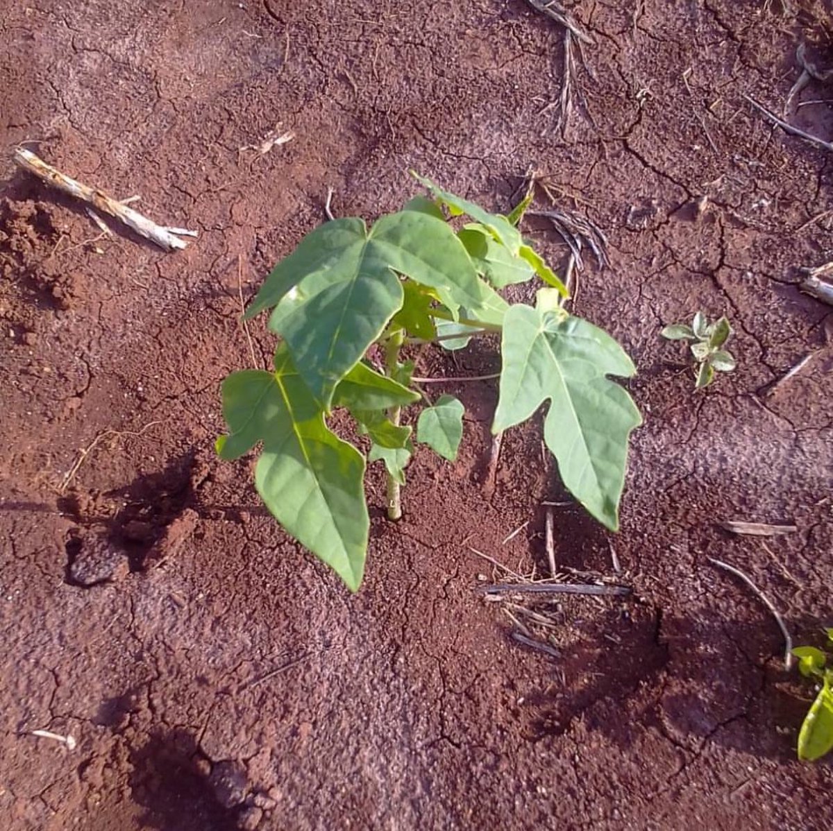 🌴🍈 Paw Paws are a beloved delicacy on the islands! We’re thrilled to introduce the delicious Malkia F1 variety to Pate Island. 🌞🍃 This is just the beginning—stay tuned as we expand later this year on our entrepreneurial journey! 🌱✨ #PawPaws #MalkiaF1 #IslandDelicacies