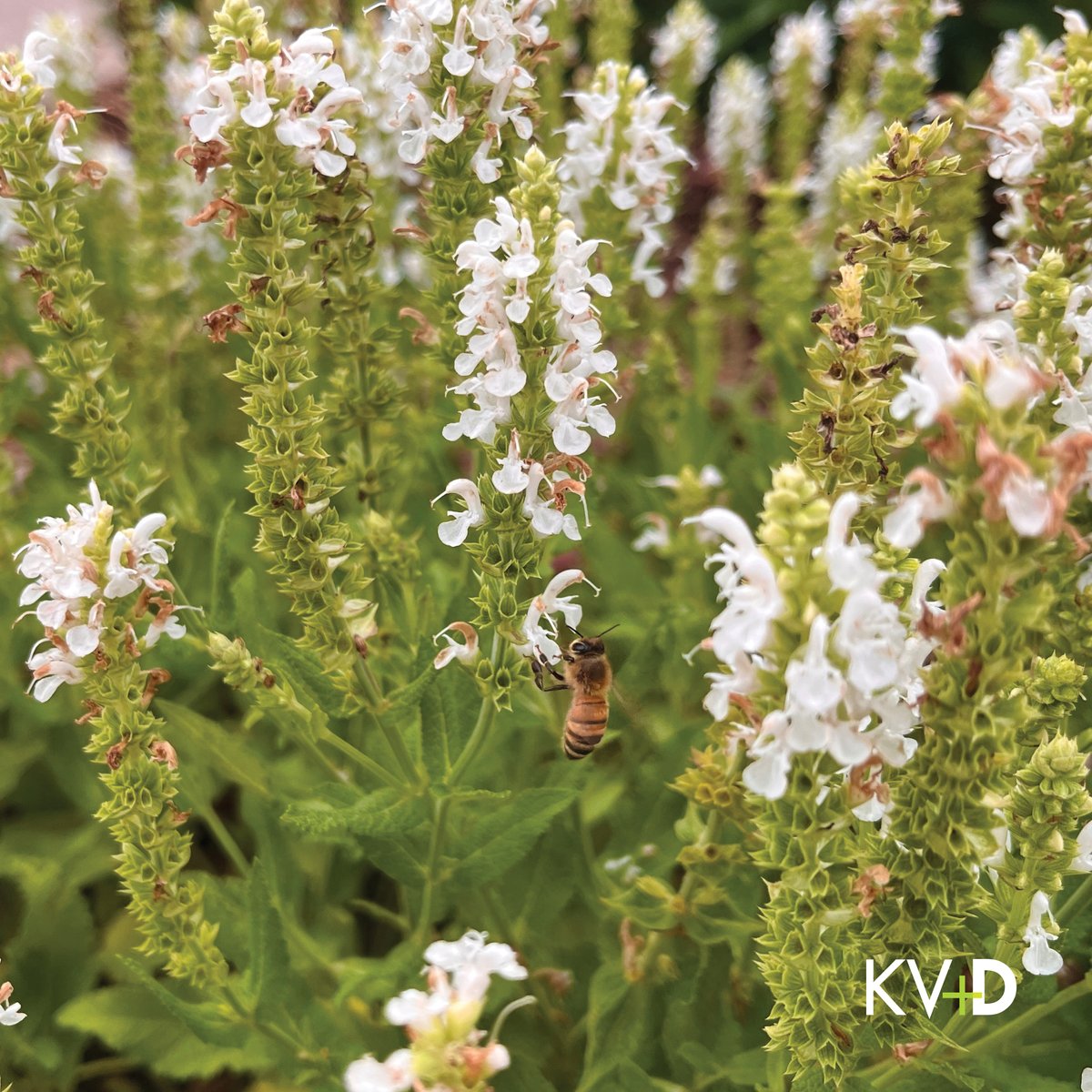 KiserVogrinDsgn's tweet photo. At Kiser + Vogrin Design, we are passionate about creating vibrant, sustainable environments that support the work of pollinators. As we wrap up National Pollinator Month, join us in appreciating the work of pollinators and supporting the creation of pollinator-friendly habitats. https://t.co/yphaP4ep6z