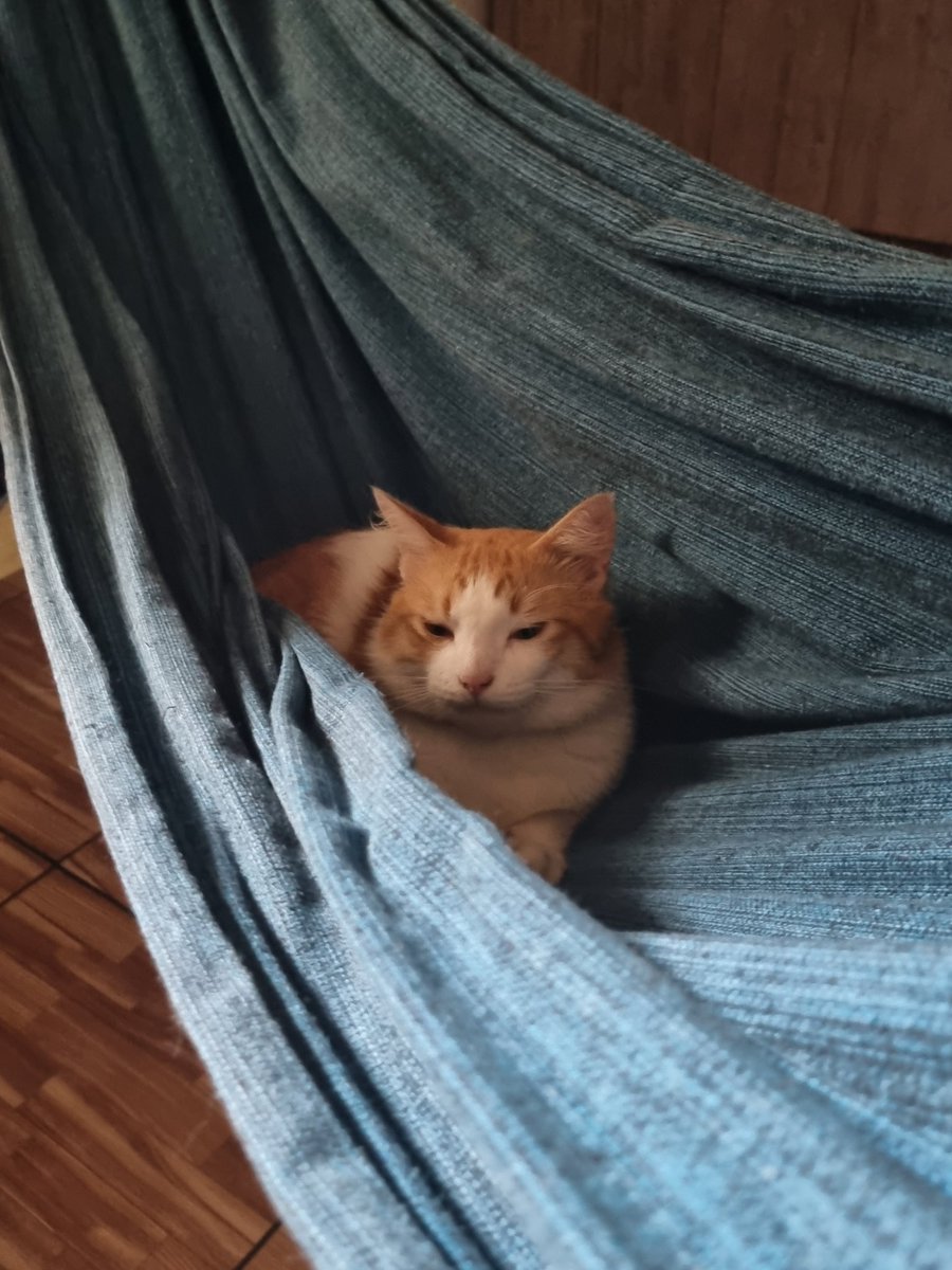 julie ☾ ⭒.˚ tweet media