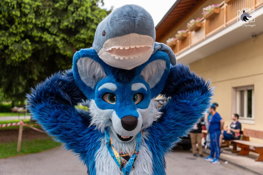 I found a shork :D 💙💙

📸 -&gt; <a href="/MontagutiLuca/">MontagutiLuca</a> 

#FursuitFriday