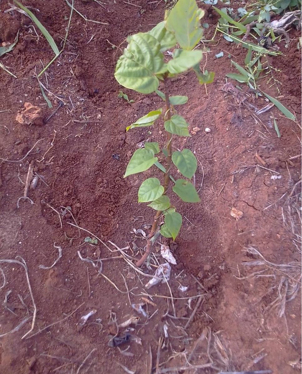 🌱 Bixa Trial Update! Our bixa trial is thriving in Lamu despite inconsistent rains and intense heat. Bixa, or annatto, yields a natural red-orange dye used in food, cosmetics, and textiles. It's perfect for Lamu’s climate and our sustainable farming. Stay tuned! #Bixa #Annatto