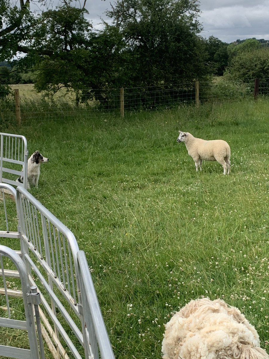 Abi Beynon-brown tweet media