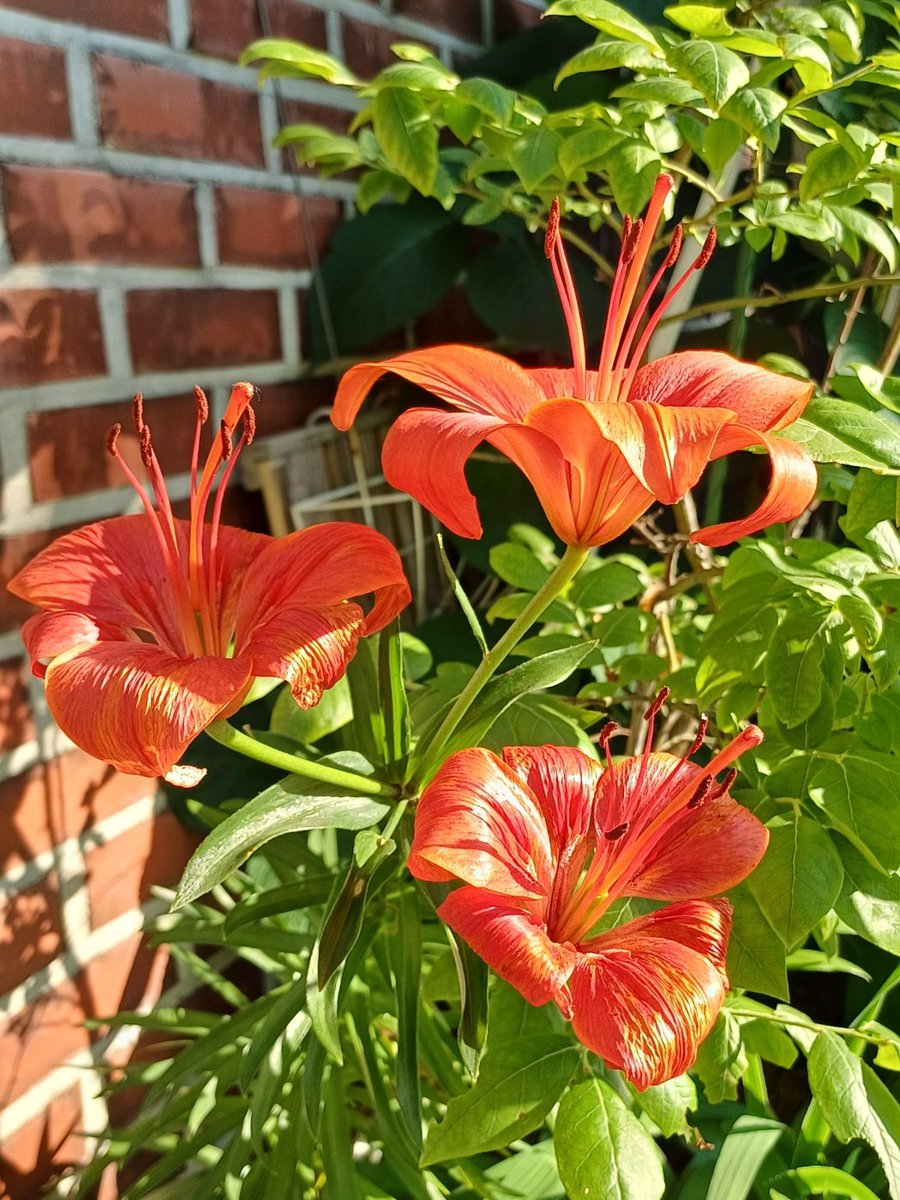 얘드라 너희만 보여줄게
저번에 찍은 예쁜 꽃이야