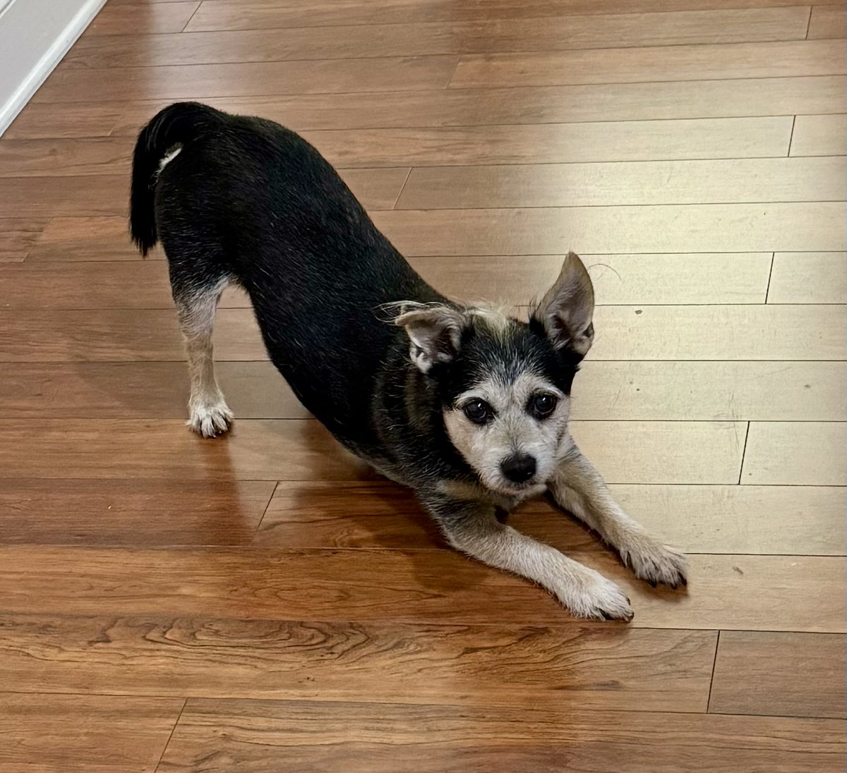 Radjin the Celestial Dragon tweet media