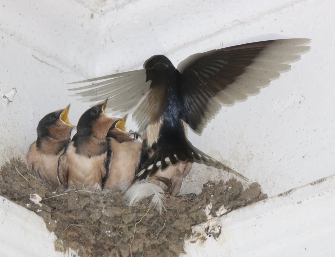 CoraTaningco's tweet photo. Barn Swallow Mom and Dad working very hard, the little Barn Swallows will be ready soon for prime time fledging, happy adventures #birdcpp #birdwatch #tibbetbrooke #insecteaters 6/28/24 ๐ฆ๐ฆ๐ฆ๐ฆ๐ฆ๐ฆ๐ฆ https://t.co/mnkt0cg1Rx