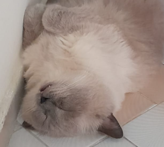 BudVZab's tweet photo. Like all cats, he'll sleep anywhere EXCEPT his bed.
#DailyCloudTheCat #DailyCloud #Cat #CatsofTwitter #CatsOfTwitter https://t.co/LXpb6PDLeW