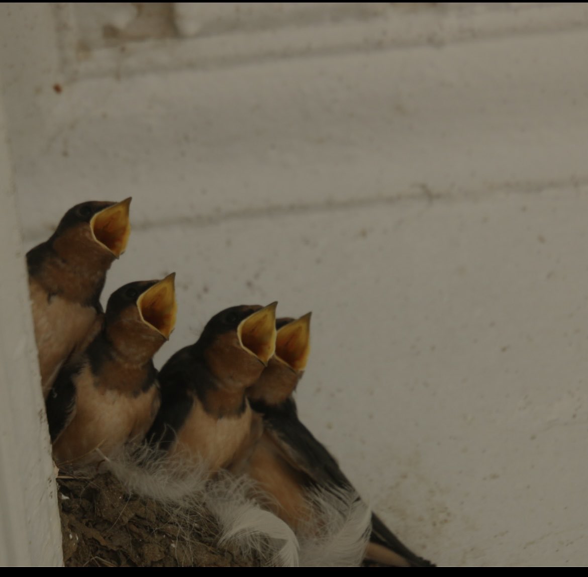 CoraTaningco's tweet photo. Barn Swallow Mom and Dad working very hard, the little Barn Swallows will be ready soon for prime time fledging, happy adventures #birdcpp #birdwatch #tibbetbrooke #insecteaters 6/28/24 ๐ฆ๐ฆ๐ฆ๐ฆ๐ฆ๐ฆ๐ฆ https://t.co/mnkt0cg1Rx