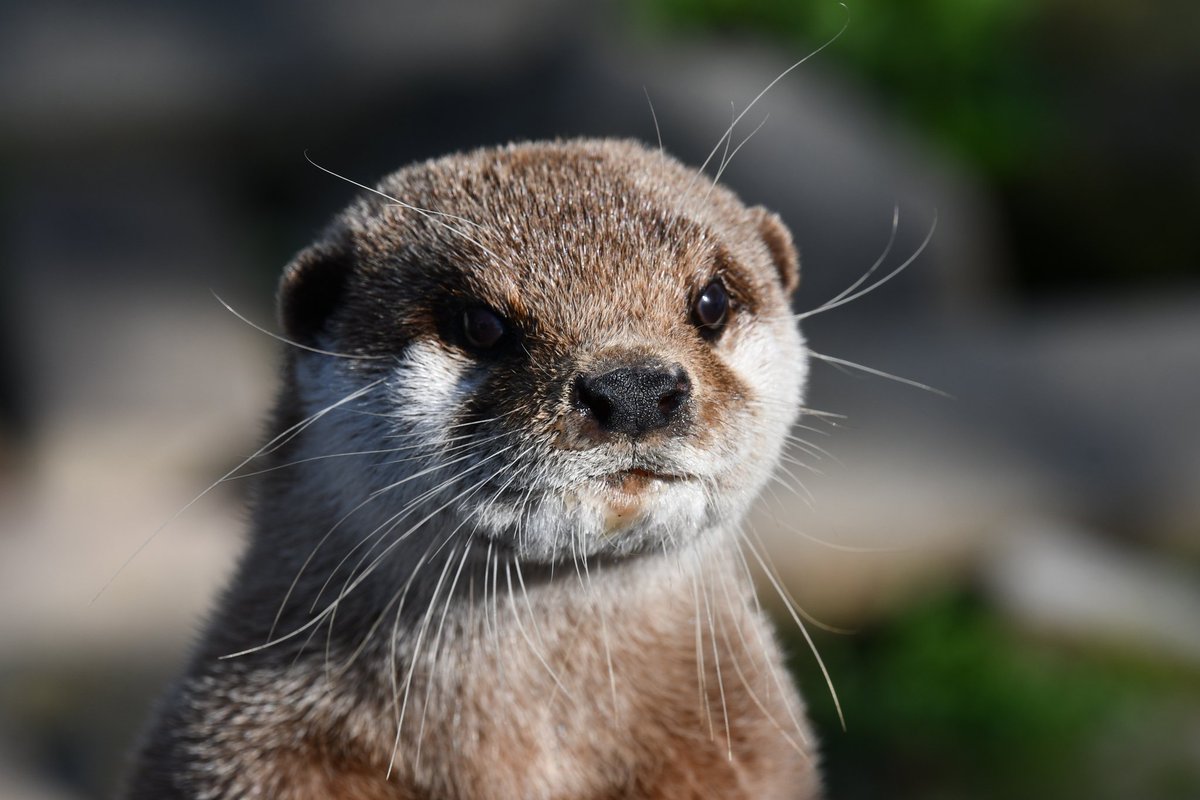 デッコイチャフ on X