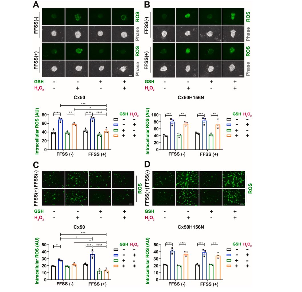 JeanJiangLab's tweet image. Good news from our lens group. A new published paper”Mechano-activated Connexin Hemichannels and Glutathione Transport Protect Lens Fiber Cells Against Oxidative Insults” in #RedoxBiology. Welcome to get some details for how Cx HCs regulate #oxidative #stress.