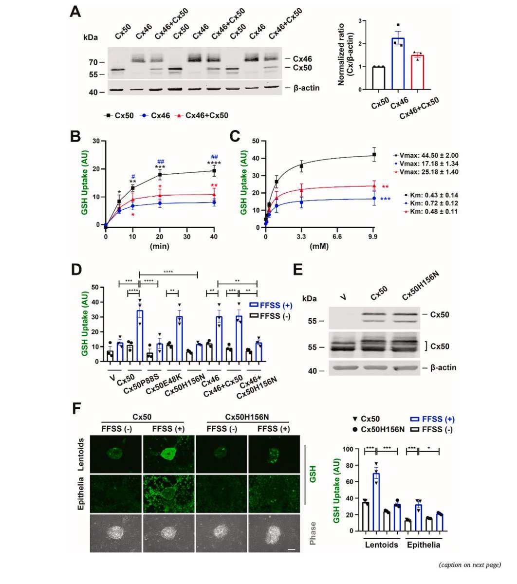 JeanJiangLab's tweet image. Good news from our lens group. A new published paper”Mechano-activated Connexin Hemichannels and Glutathione Transport Protect Lens Fiber Cells Against Oxidative Insults” in #RedoxBiology. Welcome to get some details for how Cx HCs regulate #oxidative #stress.