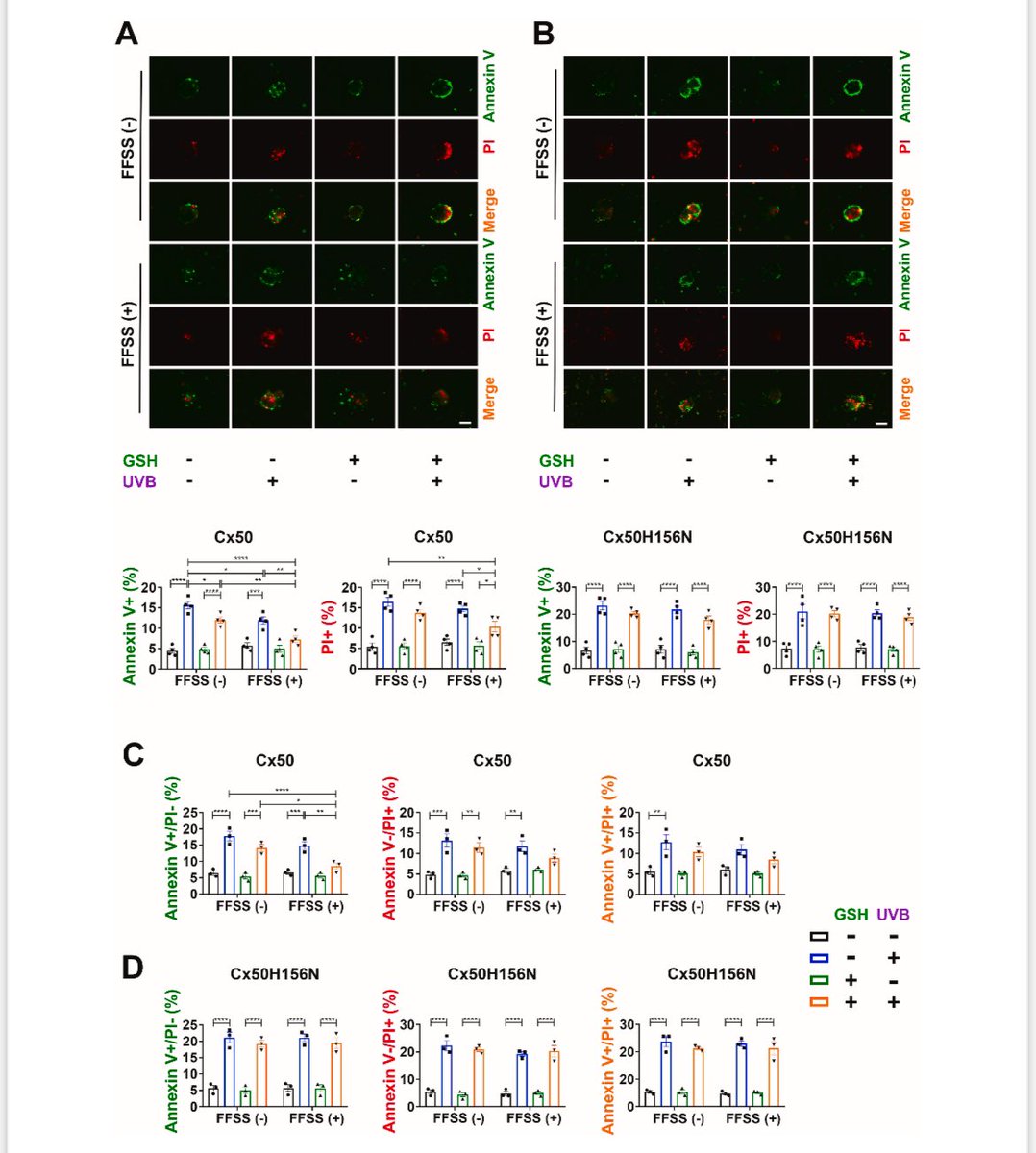 JeanJiangLab's tweet image. Good news from our lens group. A new published paper”Mechano-activated Connexin Hemichannels and Glutathione Transport Protect Lens Fiber Cells Against Oxidative Insults” in #RedoxBiology. Welcome to get some details for how Cx HCs regulate #oxidative #stress.
