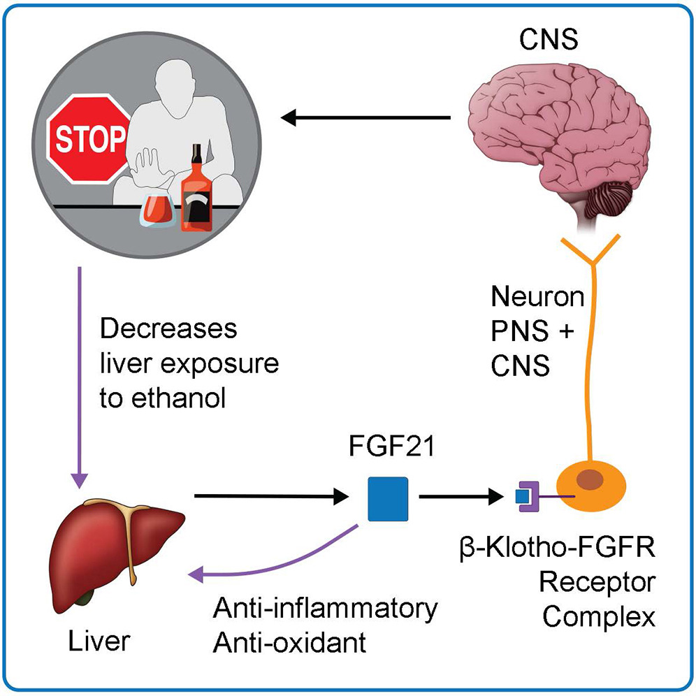 MehdiFarokhnia's tweet photo. 🚨 The Crosstalk Between Fibroblast Growth Factor 21 (FGF21) System and Substance Use

@Ryan_ETyler @Lorenzo__Leggio @NIDAnews @NIAAAnews @IRPatNIH 

https://t.co/zQb9KPNJ8M https://t.co/LIGn1FsFw5