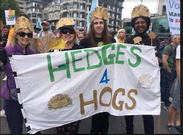 SW15 Hedgehogs tweet media