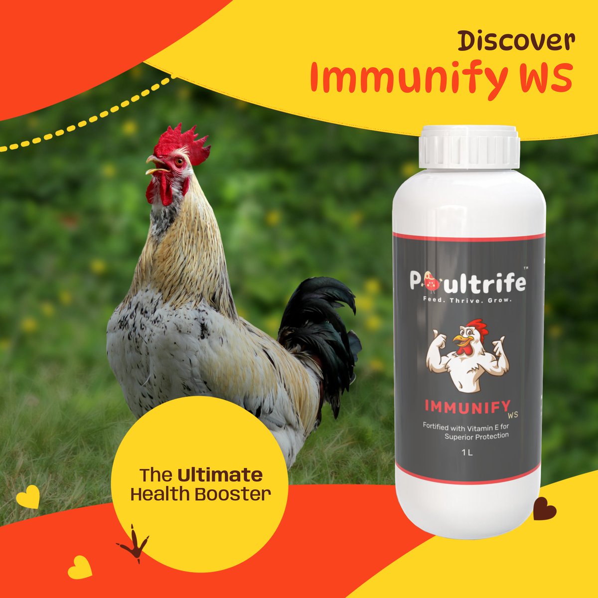 poultrife's tweet image. Struggling with poultry health and growth? 🐔 Discover #Immunify WS, the ultimate health booster! Packed with ß-glucans, nucleotide, vitamin E, biotin, selenium, and zinc. Watch your poultry transform! 🌟 Don't wait, inquire now and see the difference!