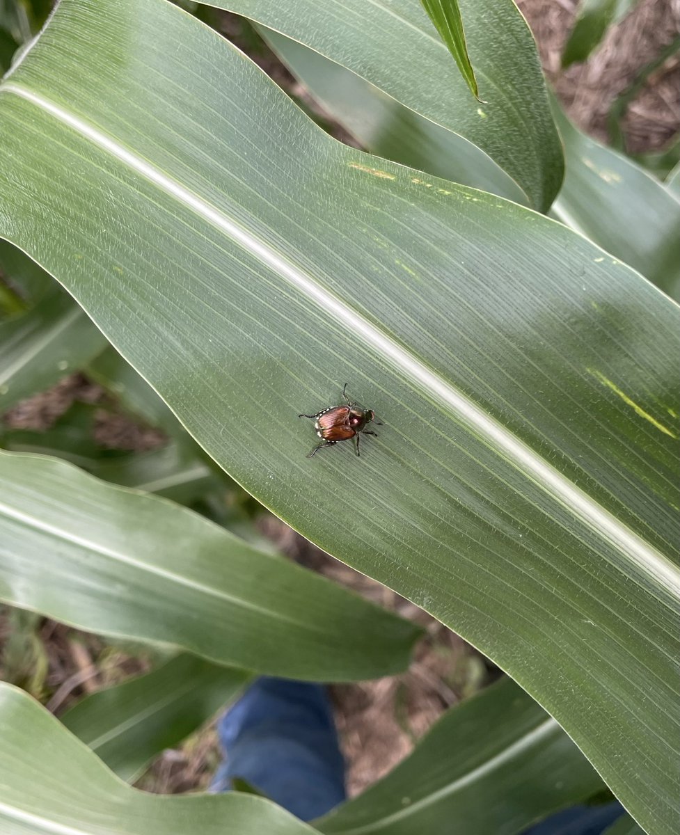Emerging just in time to chew on the fresh tassels and silks that are only a couple days away…