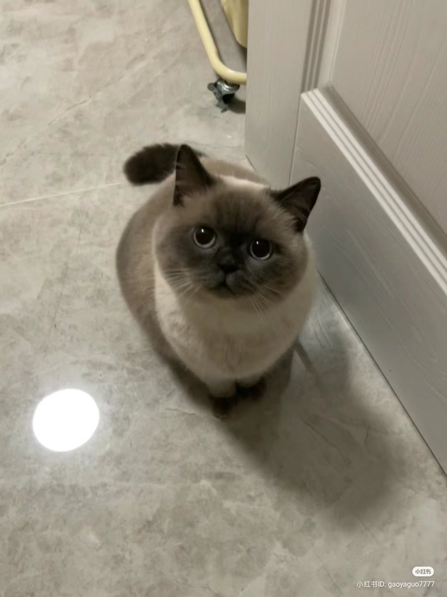 nocontextscats's tweet photo. 🥺 https://t.co/1XTx2CjhD0