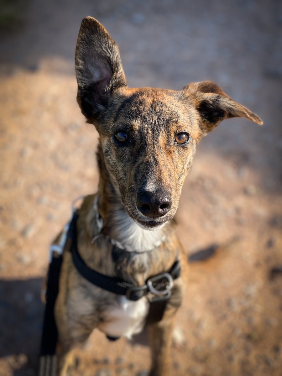 Little Narla. a 5 mnth old lurcher pup has recently arrived in our care. We are still getting to know her, but she has already proven herself to be very friendly, intelligent &amp; playful! Her favourite things are cuddles, and she really enjoys her training. foreverhoundstrust.org/dog/narla/