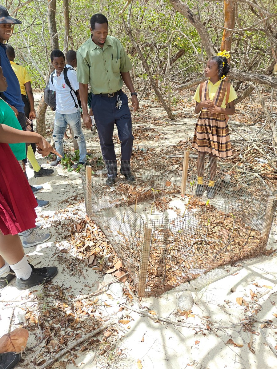 On June 20th, the SAEP Programme in collaboration with Kipaji Development Initiative, Inc. held a Mangrove Coastal Rehabilitation session with students representing the five schools in the sister isle of Carriacou.