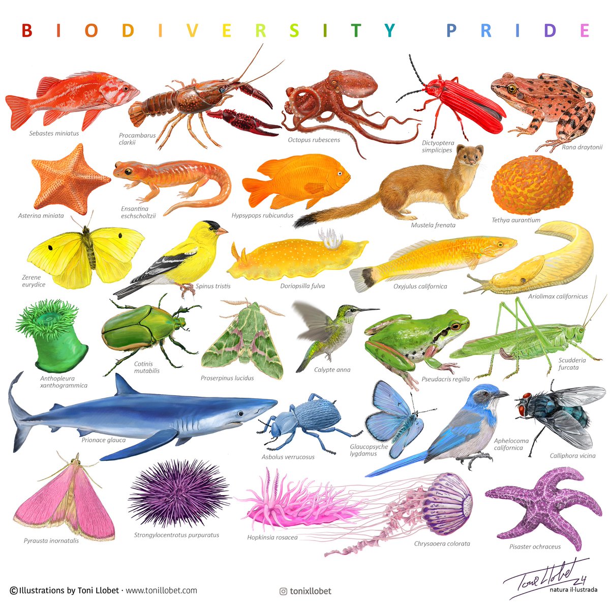 Biodiversity #Pride2024