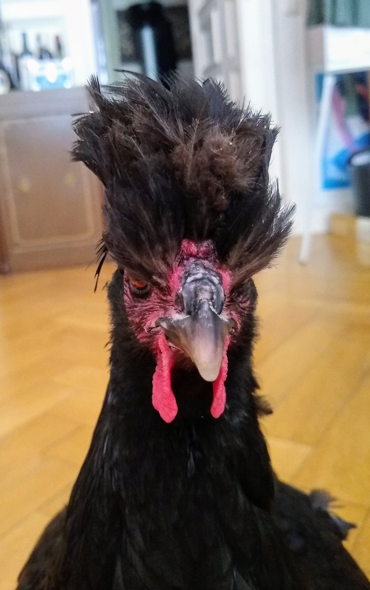 A_Girl_Insane's tweet photo. Gibt's den Hashtag schon? 🤔
Habt ihr Lust, gegen den Wahnsinn der Welt, einfach #FunnyFridayFaces eurer Tiere zu posten?
Zum. Schmunzeln und Abschalten - um den Kopf mal freizulachen? Dann bitte los, wir brauchen das alle! 🥰🤪🐏🐓 https://t.co/g3Nv2zuKoG