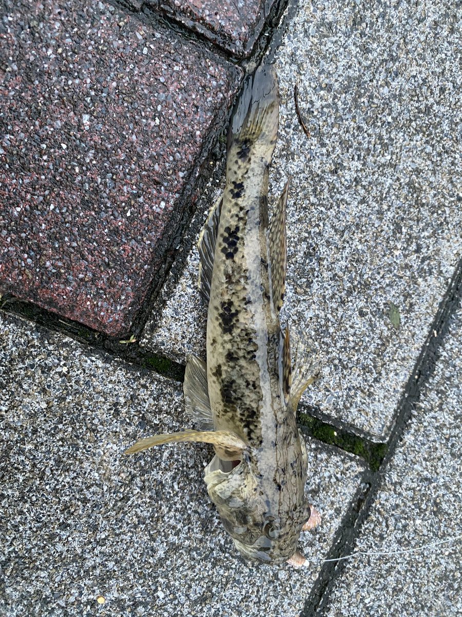 釣り復帰に向けて！
ウロハゼさん釣りましたー！