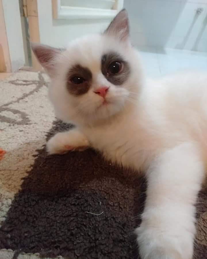 ClicktobuyStore's tweet image. Sold by @AVAShopinUSA design

LINK IN Below

linktr.ee/Clicktobuyonli…

cat-design-gifts-shop.myspreadshop.com

#CatTShirt #CatTShirtsForWomen #Hackercat #CatTShirtsForMen #FunnyCatShirts #printondemand #tshirt #gift #gifts #giftideas