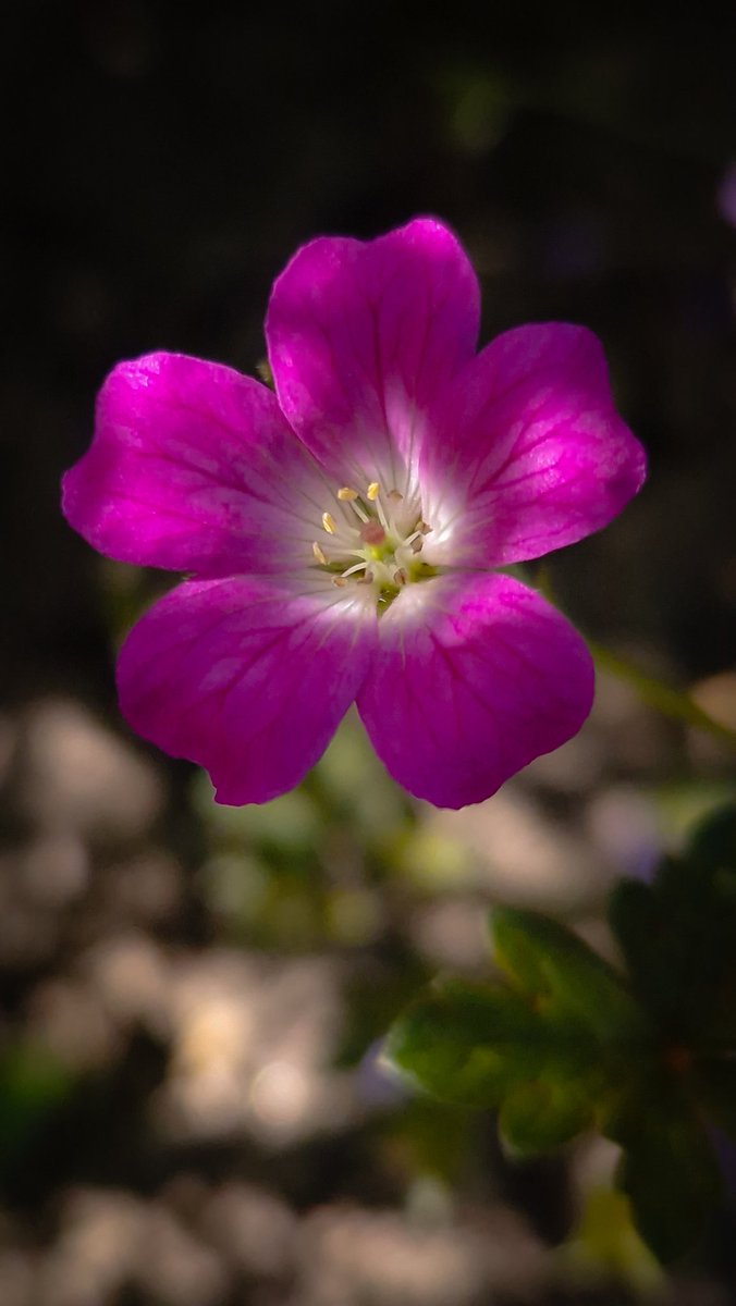 Plantaholic 🌸 tweet media