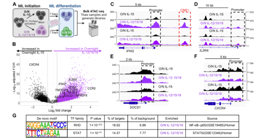LabWaggoner's tweet photo. IL-12/15/18 differentially activate NK cell subsets driving unique memory-like programs with implications for NK cell therapy @SciImmunology Congrats @FoltzPhd @LabFehniger @Jenn__Tran
https://t.co/MGjVMNigtR https://t.co/B127AF5FSz