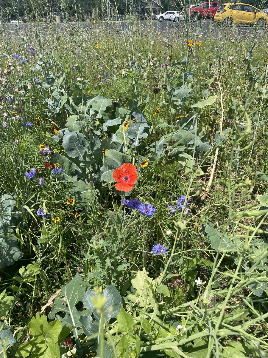PflaumerGISA's tweet image. Here’s a summer update of our school’s land lab that has been dedicated as a pollinator habitat!