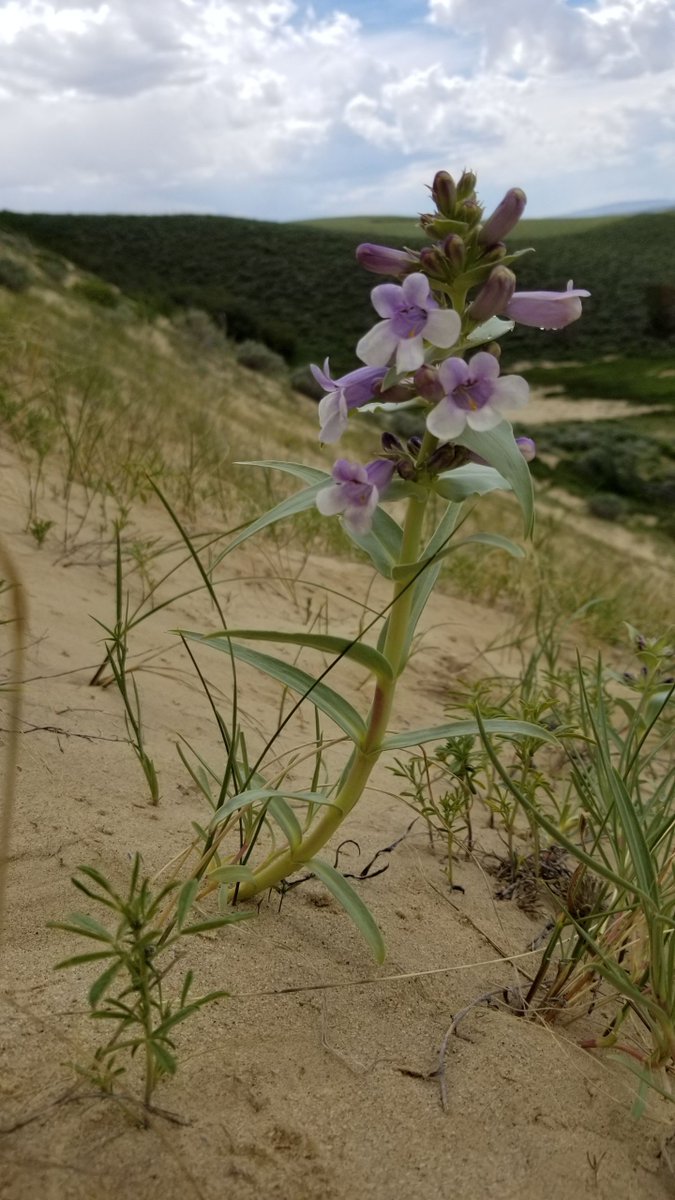 BLMWyoming's tweet photo. What is Wyoming’s only endangered plant species? It’s the Blowout penstemon (Penstemon haydenii). #TrackTheBLoom Paige Wolken 📷 https://t.co/FcOhn922i1