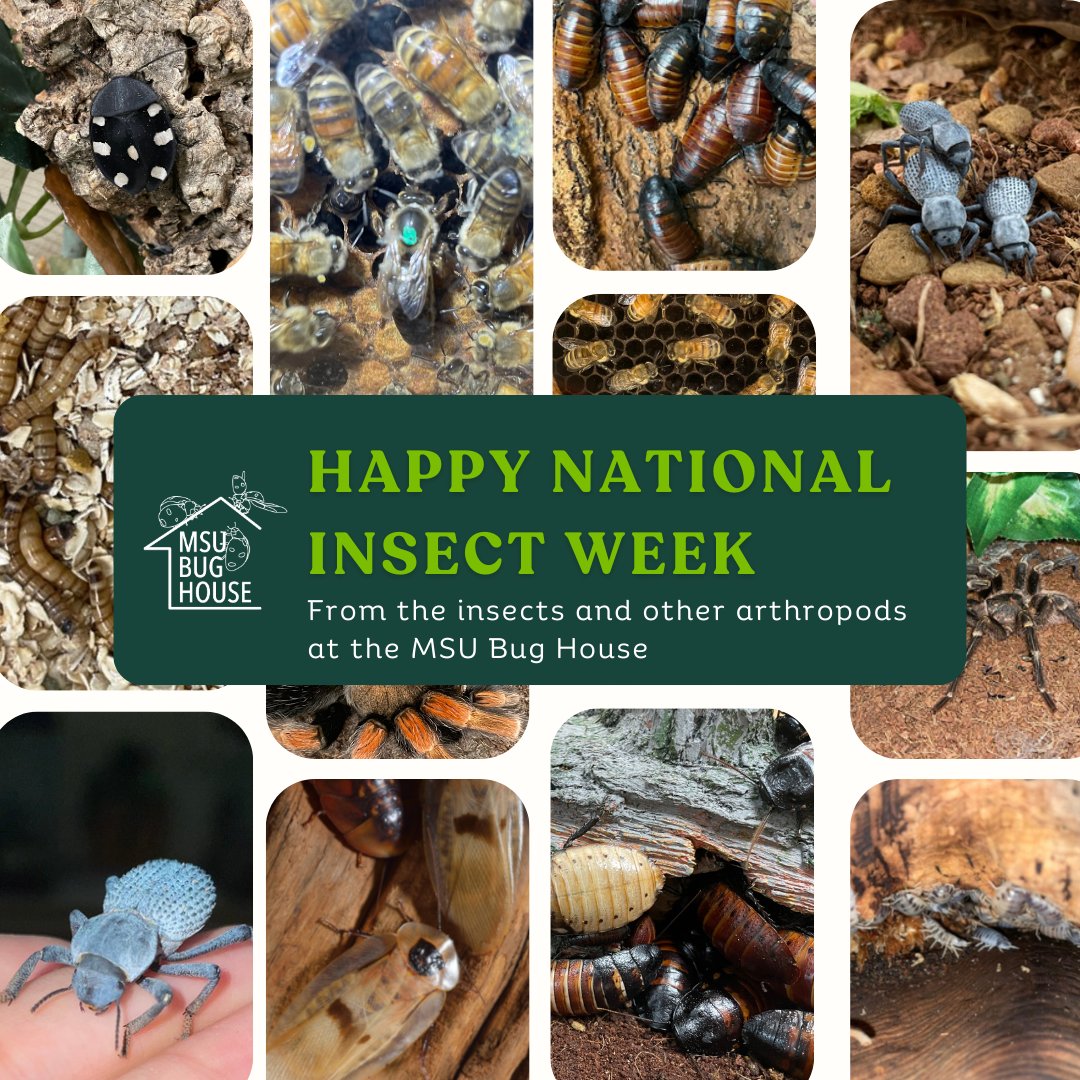 Happy National Insect Week from the MSU Bug House! Celebrate the small creatures with a big impact! 🐜🐞✨

Teachers, sign up for our free 'Insects in the Classroom' workshop on July 12th from 10am - 3pm.
Register here: 
forms.gle/Tf8ziqWaDm4TFX…

#msubughouse #insects