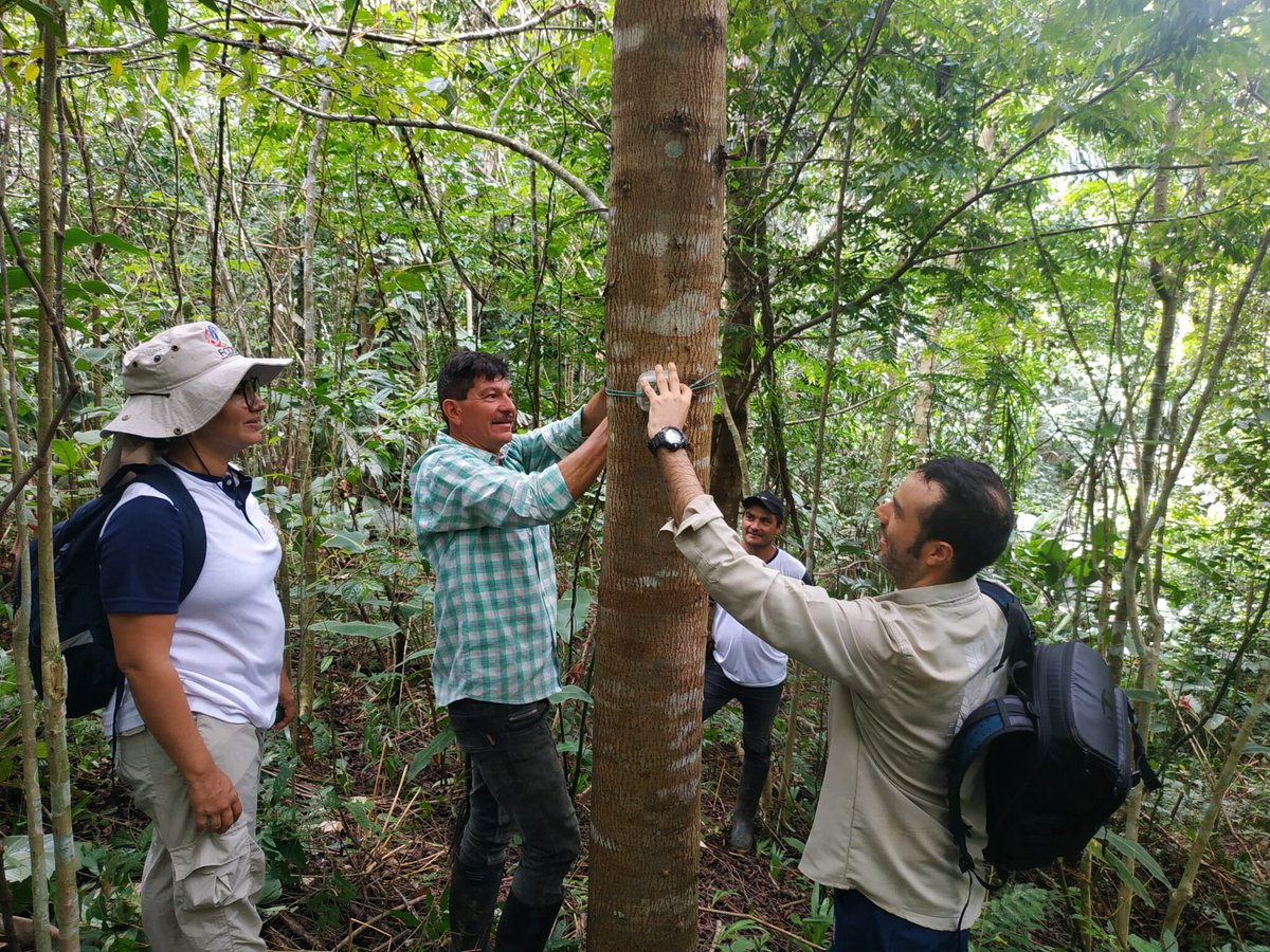 Juan Sebastián Ulloa (@jseb_ulloa) on Twitter photo ¿Te imaginas poder evaluar la biodiversidad a través de sus sonidos? Conoce cómo esta innovadora técnica nos ayuda a comprender y valorar la biodiversidad en el Guaviare. <a href="/inst_humboldt/">Instituto Humboldt</a> <a href="/FcdsOrg/">Fundación para la Conservación y el Desarrollo</a>
fcds.org.co/asi-suenan-los… ¿Te imaginas poder evaluar la biodiversidad a través de sus sonidos? Conoce cómo esta innovadora técnica nos ayuda a comprender y valorar la biodiversidad en el Guaviare. <a href="/inst_humboldt/">Instituto Humboldt</a> <a href="/FcdsOrg/">Fundación para la Conservación y el Desarrollo</a>
fcds.org.co/asi-suenan-los…