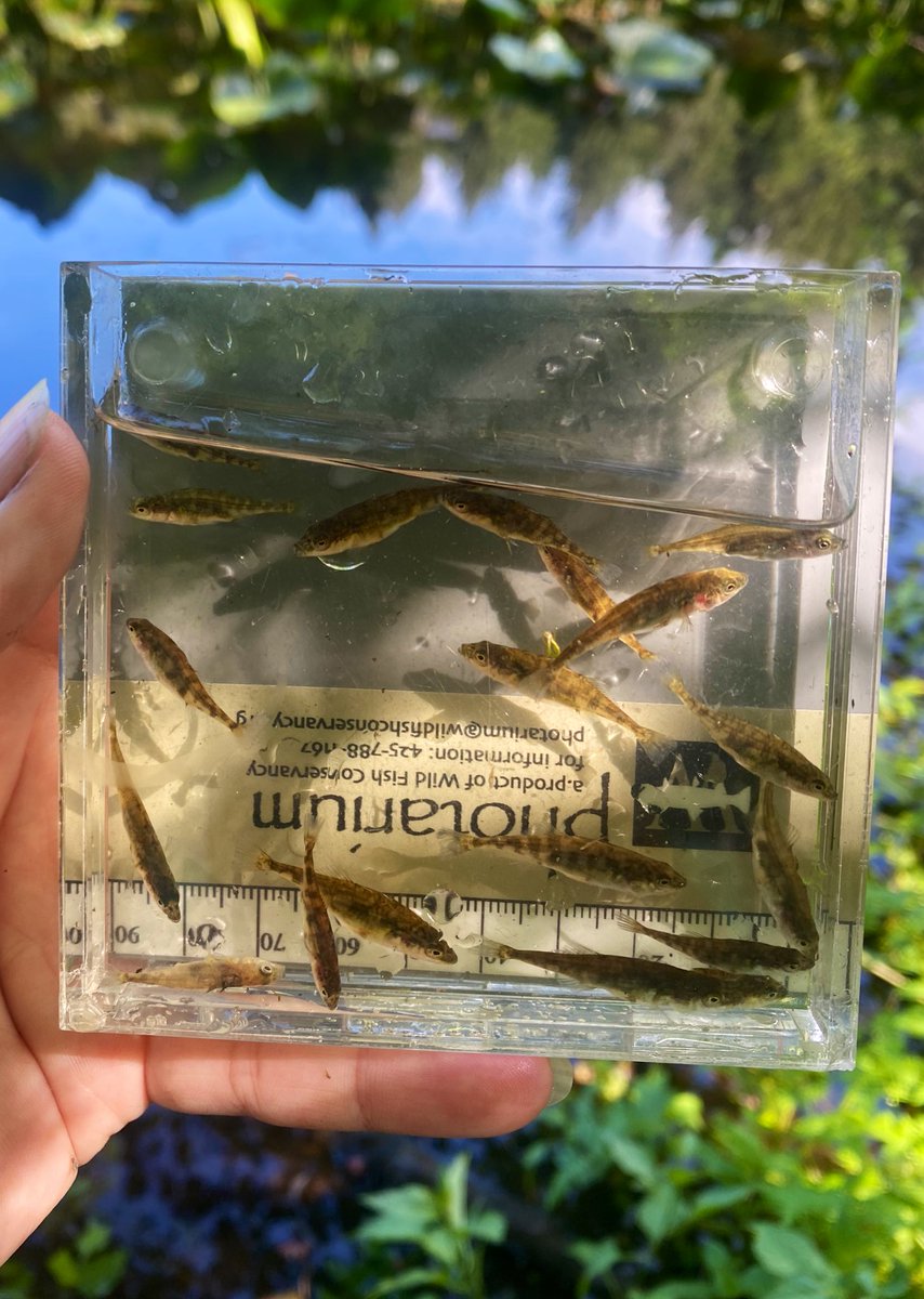 jesslsandoval's tweet photo. Checking in from your local stormwater pond https://t.co/9S9Pql7zZH