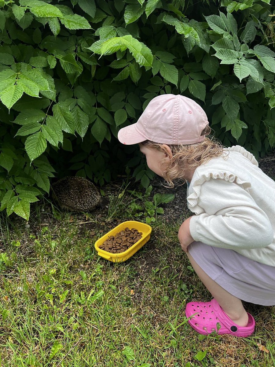 Varje kväll är kottarna här och äter 😃