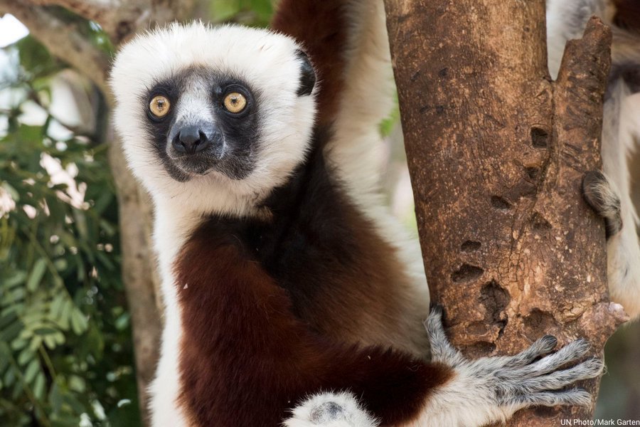 Saturday is #TropicsDay.

Despite accounting for 40% of the world’s total surface, the Tropics host 80% of all biodiversity.

Yet, they are facing the fastest rate of ecosystem loss due to deforestation, the climate crisis &amp; urbanization. un.org/en/observances…