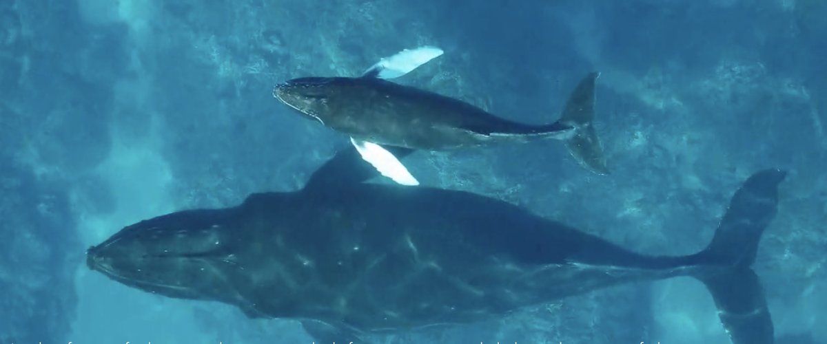 Come join us! A 2-year postdoc fellowship is available at the Hawai'i Inst of Marine Biology in the <a href="/MMRP_UH/">MMRP Uni of Hawaii</a> and <a href="/ElizMadin/">Dr. Elizabeth Madin</a> labs. Focus is on satellite-based population monitoring of humpback whales. Applications due July 14 for a Sept. 1 start date. oceansphere.org/news/2024/6/28…