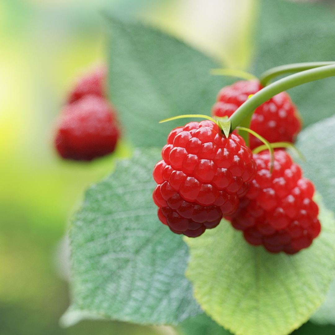 GardenStateBulb's tweet photo. What could be better on a hot summer day? Fresh, hand-picked raspberries are always a delight! 😋 Our #Raspberry Shortcake plant is a self-pollinating dwarf variety, which means you only need one, and no staking or trellis is required. Enjoy sweet berries after 2 years, and th... https://t.co/hcjqhWUpPB