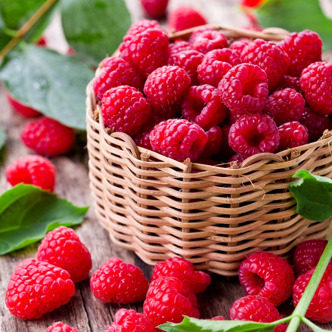 GardenStateBulb's tweet photo. What could be better on a hot summer day? Fresh, hand-picked raspberries are always a delight! 😋 Our #Raspberry Shortcake plant is a self-pollinating dwarf variety, which means you only need one, and no staking or trellis is required. Enjoy sweet berries after 2 years, and th... https://t.co/hcjqhWUpPB