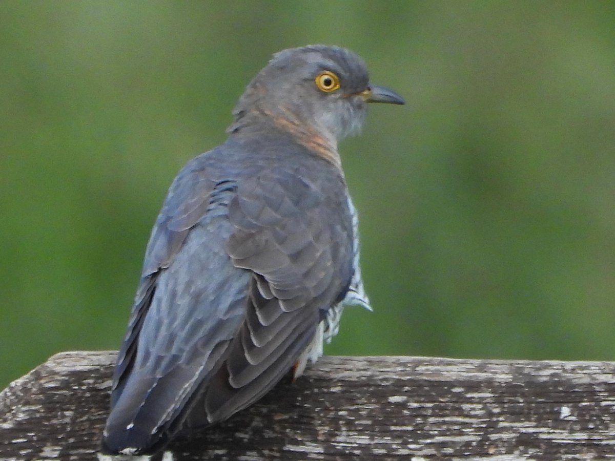 NorthWallBirder's tweet photo. Cuckoo at RSPB Lakenheath Fen https://t.co/iastkP6GV2